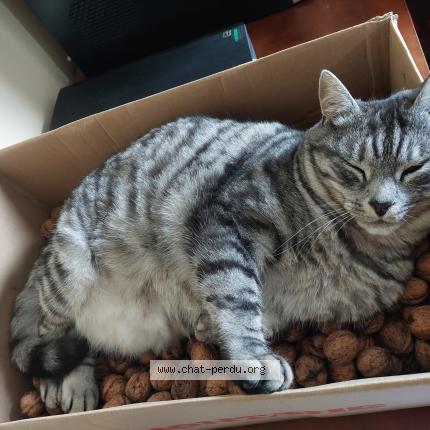 Photo 1/1 Moustique Chat perdu à Waterloo