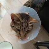 Photo de chat perdu à Mareau Aux Pres