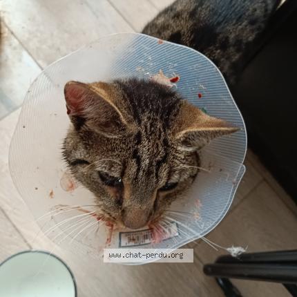 Photo 1/1 Chat retrouvé Perdu à Mareau aux pres