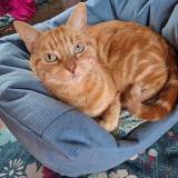 Photo de chat perdu à Gouesnou