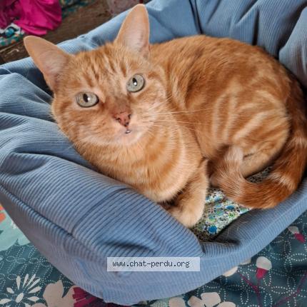 Photo 1/1 Chat retrouvé Perdu à Gouesnou