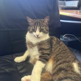 Photo de chat perdu à Saint Remy Les Chevreuse