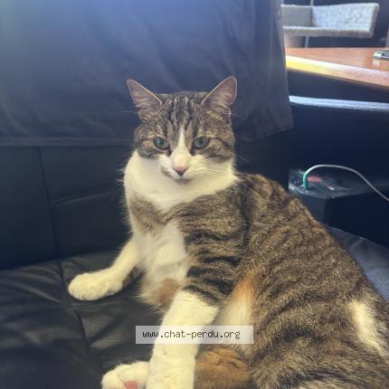 Photo 1/1 Chat retrouvé Perdu à Saint remy les chevreuse