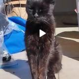 Photo de chat perdu à Molieres Cavaillac