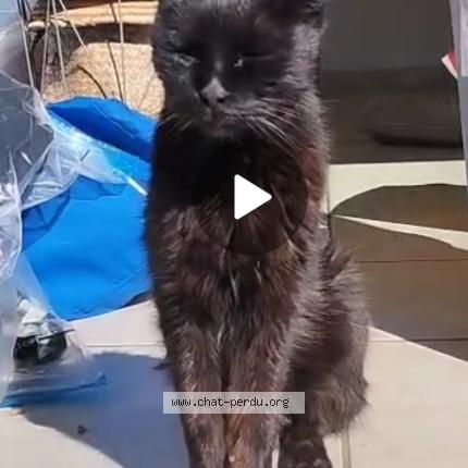 Photo 1/1 Chat retrouvé Perdu à Molieres cavaillac