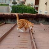 Photo de chat perdu à Gleize