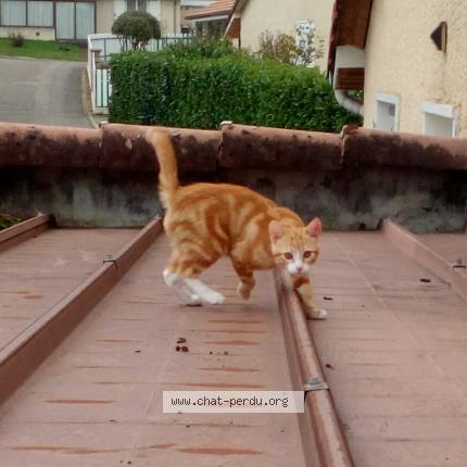 Photo 1/1 Chat retrouvé Perdu à Gleize