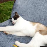 Photo de chat perdu à Le Cheylard