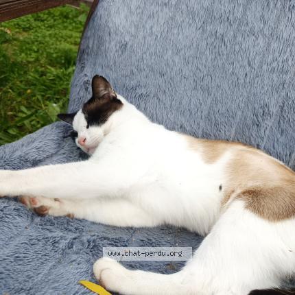 Photo 1/1 Chat retrouvé Perdu à Le cheylard