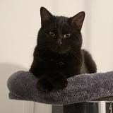 Photo de chat perdu à Poissy