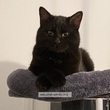 Photo 1/1 Chat retrouvé Perdu à Poissy