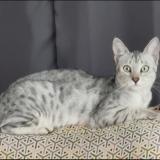 Photo de chat perdu à Blonay