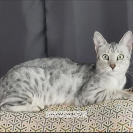 Photo 1/1 Chat retrouvé Perdu à Blonay