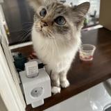 Photo de chat perdu à Saint Cyr Sur Loire