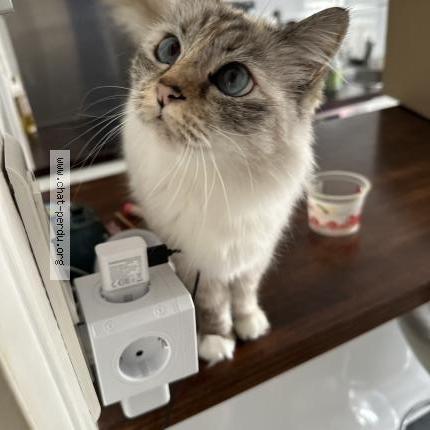 Photo 1/3 Chat retrouvé Perdu à Saint cyr sur loire