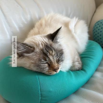 Photo 2/3 Chat retrouvé Perdu à Saint cyr sur loire