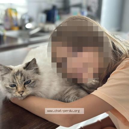 Photo 3/3 Chat retrouvé Perdu à Saint cyr sur loire