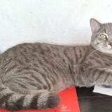 Photo de chat perdu à Marseille