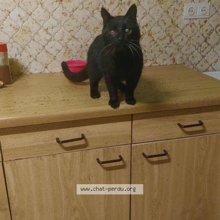 Photo 1/1 Guigui Chat perdu à Monceau sur sambre