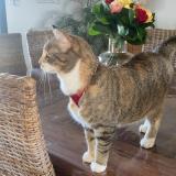 Photo de chat perdu à Vandrimare