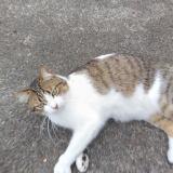 Photo de chat perdu à Tregomeur