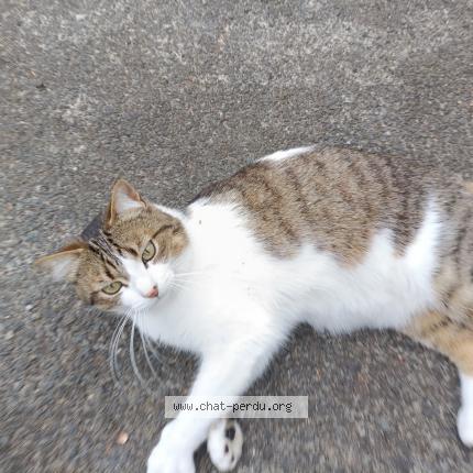 Photo 1/1 Chat retrouvé Perdu à Tregomeur