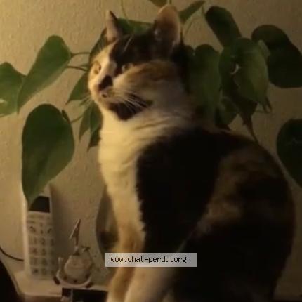 Photo 1/1 Tya Chat perdu à Braud et st louis