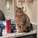 Photo de chat perdu à Melissa