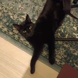 Photo de chat perdu à Villenave D Ornon