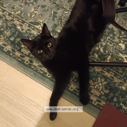 Photo 1/1 Chat retrouvé Perdu à Villenave d ornon