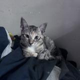 Photo de chat perdu à Huntington Beach