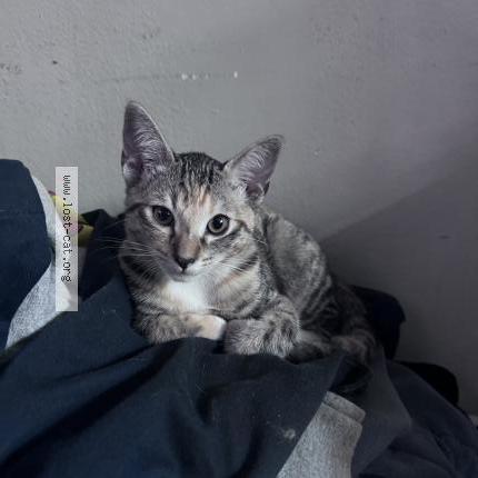 Photo 1/1 Agi Chat perdu à Huntington beach