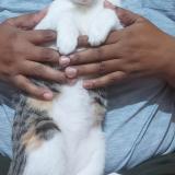 Photo de chat perdu à Bangalore