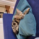 Photo de chat perdu à Paris