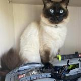 Photo de chat perdu à Saint Martin Du Manoir