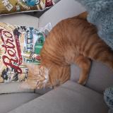 Photo de chat perdu à Les Arcs