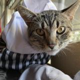 Photo de chat perdu à Irving