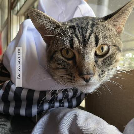 Photo 1/1 Milo Chat perdu à Irving