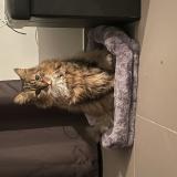 Photo de chat perdu à Wattrelos