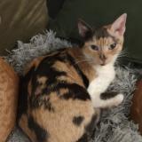 Photo de chat perdu à Enghien Les Bains