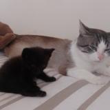 Photo de chat perdu à Longueville