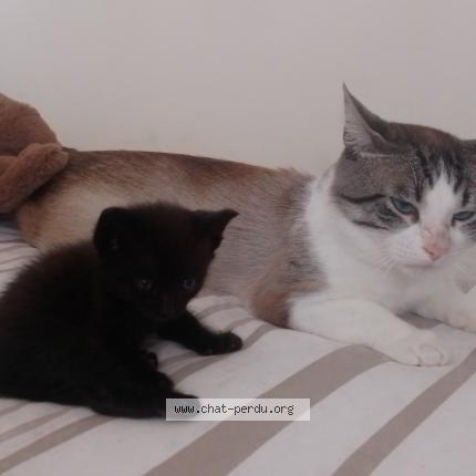 Photo 1/1 Chat retrouvé Perdu à Longueville