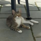 Photo de chat trouvé à Beaupreau En Mauges