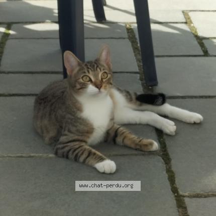 Photo 1/1 Chat retrouvé Trouvé à Beaupreau en mauges