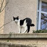 Photo de chat perdu à Poitiers