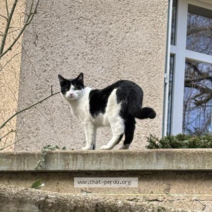 Photo 1/1 Chat retrouvé Perdu à Poitiers
