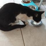 Photo de chat perdu à Betteville