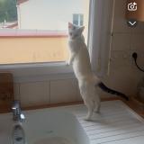 Photo de chat perdu à Beaupreau