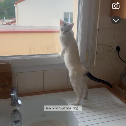 Photo 1/1 Chat retrouvé Perdu à Beaupreau