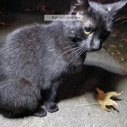 Photo 1/1 Chat trouvé Trouvé à Tacoma